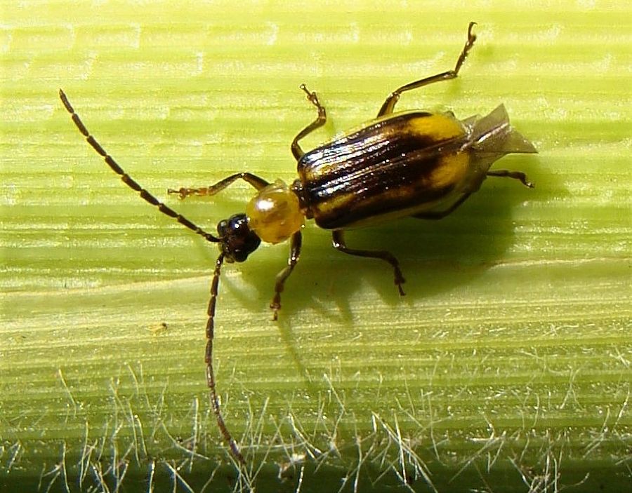 maiswurzelbohrer-neobiota-land-steiermark